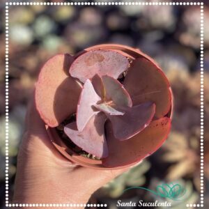 ECHEVERIA MAUNA BRASILEIRA – PT 11 cm