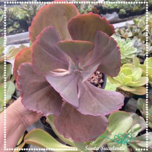 ECHEVERIA MAUNA LOA BRASILEIRA (GRANDE) – PT 15 cm