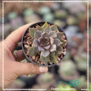 ECHEVERIA MENSA – PT 09 cm