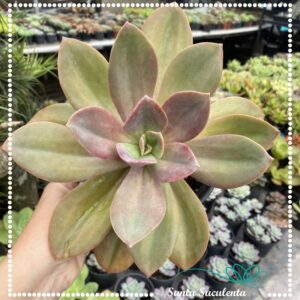 ECHEVERIA METÁLICA HIBRIDA (GRANDE) – PT 15 cm