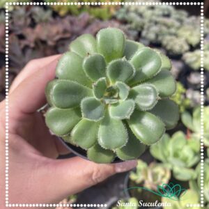 ECHEVERIA PAULA – PT 07 cm