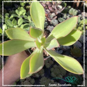 ECHEVERIA PILAR  – PT 11 cm