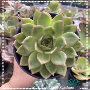 ECHEVERIA PINK CHAMPAGNE (GRANDE) – PT 15 cm