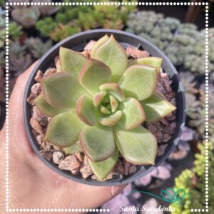 ECHEVERIA PINK CHAMPAGNE – PT 11 cm