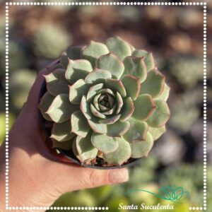 ECHEVERIA PINK TIPS – PT 11 cm