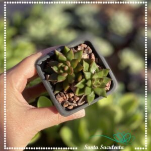 ECHEVERIA RED TIPS – PT  09 cm