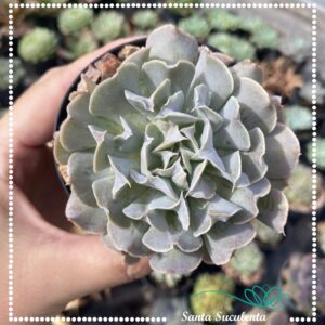ECHEVERIA RUNYONII TOPSY TURVY – PT 09 cm