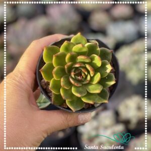 ECHEVERIA SAN LUIS  – PT 11 cm