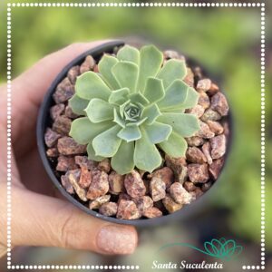 ECHEVERIA SECUNDA VAR. WESTERN BLUE – PT 09 cm