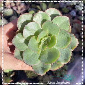 ECHEVERIA SULOA – PT 09 cm