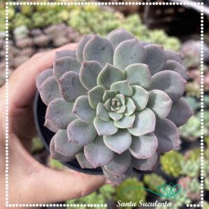 ECHEVERIA SUPER PRIMAVERA – PT 09 cm