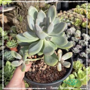 GRAPTOVERIA SUPREME (GRANDE) – PT 15 cm