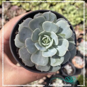 ECHEVERIA TEXAS ROSE – PT 09 cm