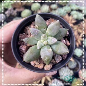 ECHEVERIA TOLIMANENSIS NIGHT CLOUD – PT 07 cm