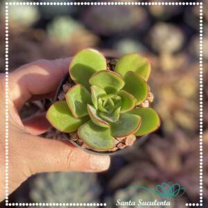 ECHEVERIA YANG JIN – PT 07 cm