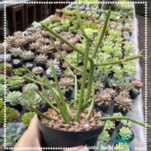EUPHORBIA TIRUCALLI (PALITO DE FOGO) – PT 11 cm