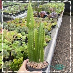 EUPHORBIA TRIGONA – PT 11 cm