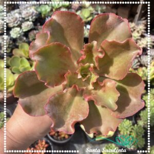 ECHEVERIA SOUVENIR – PT 11 cm