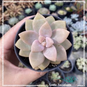 GRAPTOPETALUM APRICOT – PT 09 cm