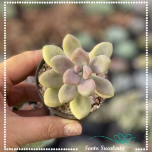 GRAPTOPETALUM ELLEN – PT 07 cm