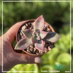 GRAPTOPETALUM PARAGUAYENSE VAR. URLA PINK – PT 09 cm