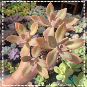 GRAPTOVERIA FRED IVES (COLONIA) – PT 11 cm