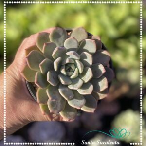 GRAPTOVERIA MARPIN – PT 11 cm