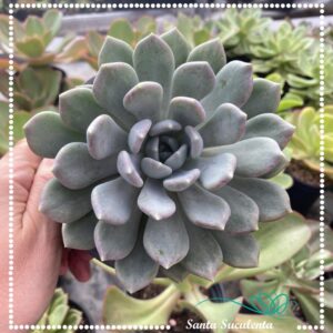 GRAPTOVERIA OPALINA (GRANDE) – PT 15 cm