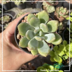 GRAPTOVERIA OPALINA – PT 09 cm