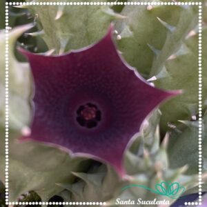 HUERNIA SCHNEIDERIANA (FLOR VINHO) – PT 11 cm