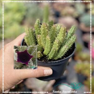 HUERNIA SCHNEIDERIANA (FLOR VINHO) – PT 11 cm