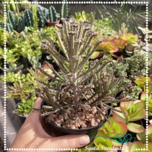 KALANCHOE BRYOPHYLLUM DELAGOENSE – PT 11 cm