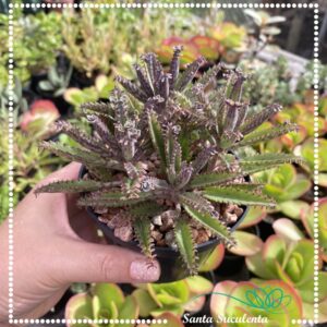 KALANCHOE SERRATA – PT 11 cm