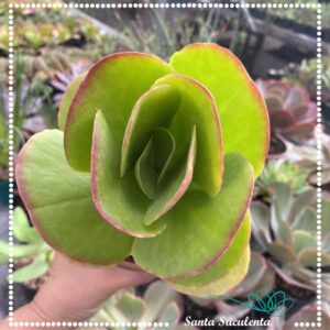 KALANCHOE LUCIAE (GRANDE) – PT 15 cm