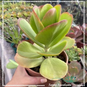 KALANCHOE LUCIAE (GRANDE) – PT 15 cm