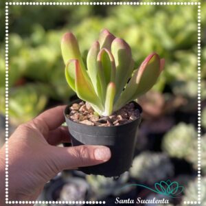 KALANCHOE LUCIAE ORICULA – PT 11 cm