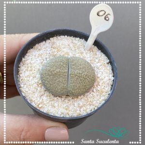 LITHOPS Nº06 – PT 07 cm