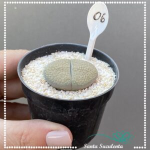 LITHOPS Nº06 – PT 07 cm