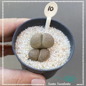 LITHOPS Nº10 – PT 07 cm