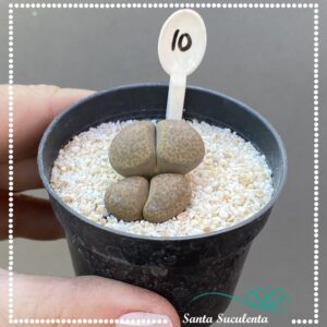 LITHOPS Nº10 – PT 07 cm