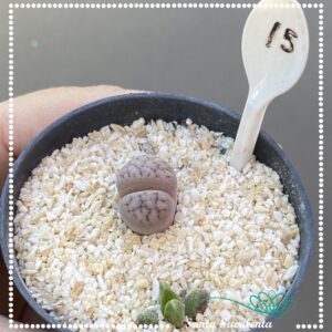 LITHOPS Nº15 – PT 07 cm
