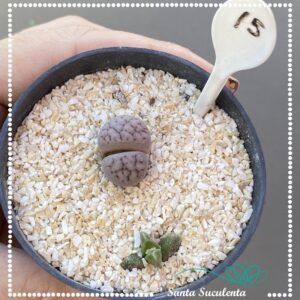 LITHOPS Nº15 – PT 07 cm