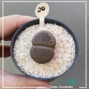 LITHOPS Nº20 – PT 07 cm