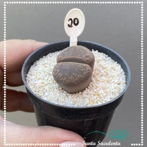 LITHOPS Nº20 – PT 07 cm