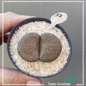 LITHOPS Nº35 – PT 07 cm
