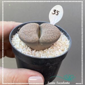 LITHOPS Nº35 – PT 07 cm