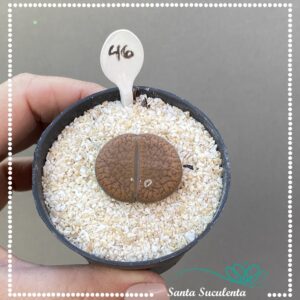 LITHOPS Nº46 – PT 07 cm