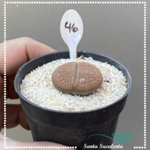 LITHOPS Nº46 – PT 07 cm