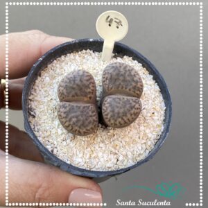 LITHOPS Nº47 – PT 07 cm