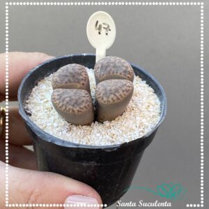 LITHOPS Nº47 – PT 07 cm